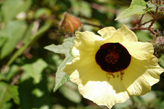 Hibiscus hispidissimus